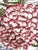 Hydrangeas Old Flower Prints Vintage Brown Transferware Platter Pie Crust Border