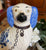 Vintage Pair Blue Transfer Floral Chintz English Staffordshire Dogs