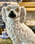 12" Salt Glaze Pearlware Antique King Charles Spaniel English Staffordshire Mantle Dog