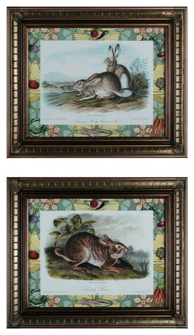 Pair of Cottontail Rabbit Prints Framed