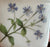 Vintage Mintons English Country Dual Sided Pink & Blue Floral Matches / Toothpick / Cigarette Holder