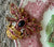 Fragments of Grace No. 16— Queen Bees Garden View ~ Bi Color Pink Royal Doulton Plate