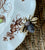 Fragments of Grace No. 15— Where Sweetness Gathers ~ Johnson Brothers Transferware