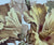 Circa 1880's Aesthetic Movement  Brown Transferware Hibiscus Plate by Brown Westhead & Moore