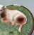 Vintage Majolica  Butter Tub Faux Bois Wood Barrel w/ Laying Cow Lid Top