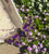Fragments of Grace No. 38 ~Grace Takes Flight~ Purple Transferware Triangular Serving Bowl w/ Dragonfly