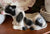 X Large Vintage Black & White Planter Resting Butchers Bull / Cow Figurine