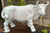 HUGE Butcher Shop Display White Cow / Bull Figurine