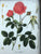 Real Wood Tree Slice Picture Frame w/ Antique Rose Botanical Print