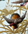 English Staffordshire Aesthetic Movement Gilded Hand Painted Hummingbird Plate George Jones