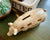 Vintage Antique Country French Pork Cuts Pig / Hog Figurine Bank