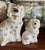 Miniature Beswick Pair White w/ Black & Gold English Staffordshire Spaniel Dog Figurines