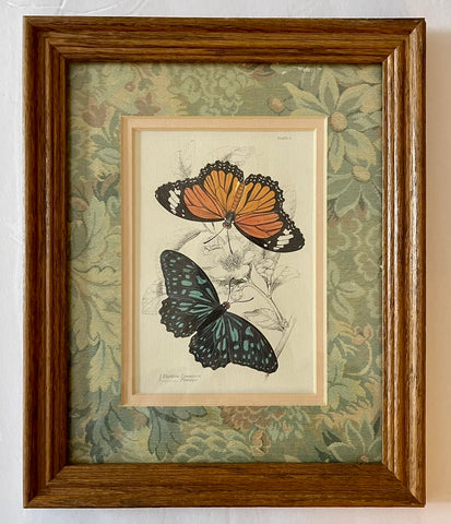 Vintage Double Matted Wood Framed Antique Botanical & Butterfly Print Plate 9