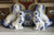 Large Antique Arthur Wood Blue & White English Staffordshire King Cavalier Spaniel Dog Figurine
