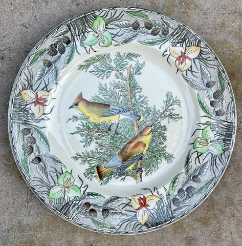 Vintage English Transferware Plate Adams Audubon Cedar Waxwing Wild Game Birds