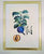Vintage set of 4 Double Matted & Framed Fruit Botanical Prints