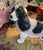 RARE Huge 14” X-Large Vintage Melba Ware England English Springer Spaniel Figurine