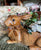 X-LG Vintage  Fitz & Floyd Realistic Bunny Rabbit  Planter / Flower Pot RARE
