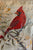 Vintage English Woven Silk Great Red Cardinal Bird Matted & Gold Frame