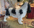RARE Huge 14” X-Large Vintage Melba Ware England English Springer Spaniel Figurine