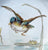 Antique French Limoges Hand Painted Porcelain Plate Teal Duck Landing Gold Encrusted Game Bird