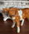 Vintage Country French / English Cow Figurine Goebel