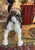RARE Huge 14” X-Large Vintage Melba Ware England English Springer Spaniel Figurine