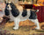 RARE Huge 14” X-Large Vintage Melba Ware England English Springer Spaniel Figurine