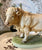 Large Vintage Country French Charolais White Bull / Cow Figurine