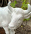 HUGE Butcher Shop Display White Cow / Bull Figurine