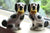Vintage Pair Medium Black & White Staffordshire Spaniel Dog Figurines w/ Baskets in Mouth  - English Country Decor
