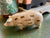 Vintage Antique Country French Pork Cuts Pig / Hog Figurine Bank
