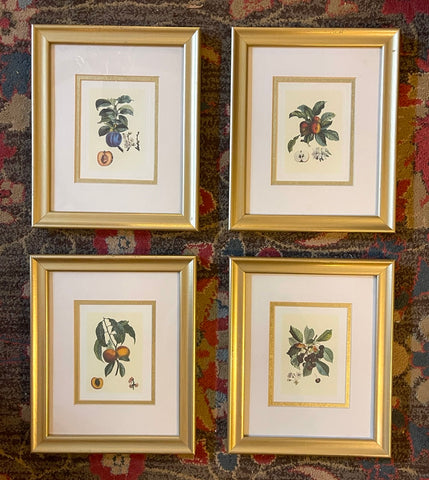 Vintage set of 4 Double Matted & Framed Fruit Botanical Prints