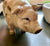 Vintage Antique Country French Pork Cuts Pig / Hog Figurine Bank