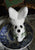 Green English Transferware Bunny Rabbit Toothbrush or Pen Holder Charlotte Floral Toile