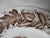 Thanksgiving Dinner Plate Tom Turkey Brown Transferware Plate / Charger Royal Staffordshire Clarice Cliff  Autumn Foliage